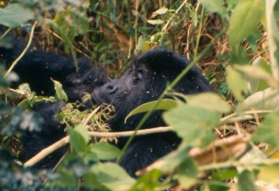 Berggorilla im Virunga Nationalpark Kongo (Ad Meskens)  CC BY-SA 
Informazioni sulla licenza disponibili sotto 'Prova delle fonti di immagine'